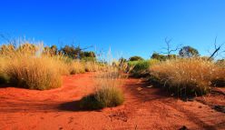 Spinifex promises stronger condoms