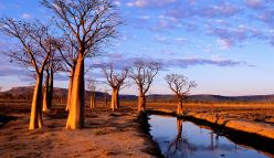 From dreams to fire: how Aboriginal Australians shaped biodiversity