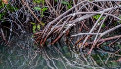 Fighting global warming with blue carbon