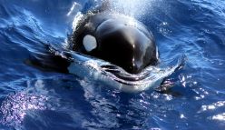 WA killer whales have Aussie accent