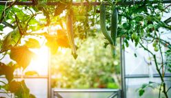 Solar in WA: Here comes the Sun