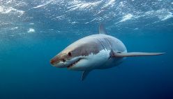 AQWA – Post Traumatic Shark Syndrome!