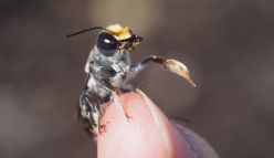 From biomedicine to buzz pollination: why we need a ‘plan bee’