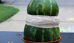 Curtin University joins The Big Watermelon Experiment