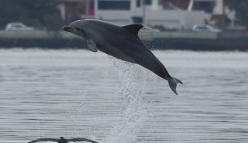 Dolphin Watch training