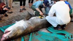Investigating the death of a great white shark