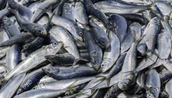 Teach mankind to fish … and we will waste 10 million tonnes each year