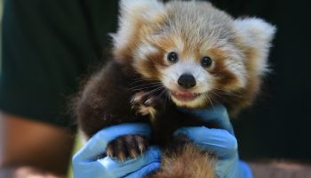 Baby red panda spells hope for the species