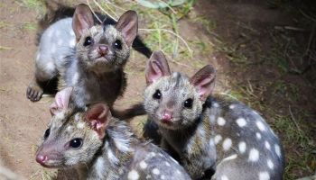 Endangered chuditch takes biggest predator crown