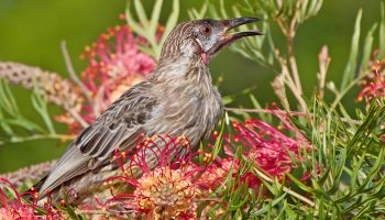 Helping Native Birds