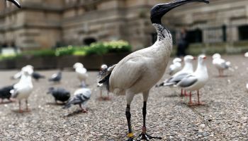 Bin chicken: more than just trash talk