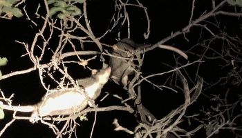 Possum Night Stalk
