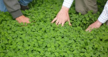 Clover seed production
. Credit: Pawinder Kaur