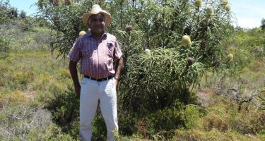 Esperance elder Sonny Graham in coastal scrub in Noongar country burnt about five years ago.
. Credit: Suzanne Prober, CSIRO