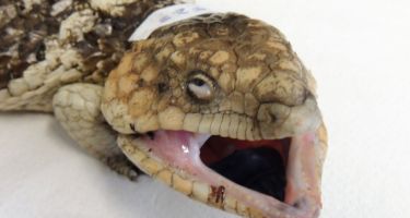 A bobtail lizard showing symptoms
. Credit: Carol Jackson, Kanyana Wildlife Rehabilitation Centre
