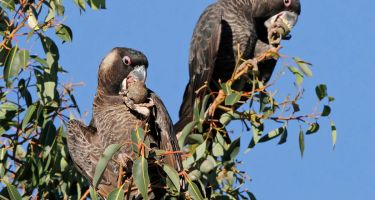 Carnaby’s Cockatoos
. Credit: Keith Lightbody