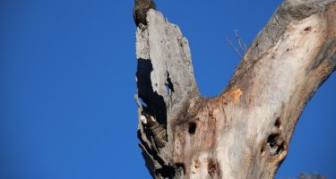 A pair of Carnaby’s Black-Cockatoos prospecting for nest hollows
. Credit: Adam Peck