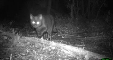 A feral cat gets ready for its close up
. Credit: DPaW
