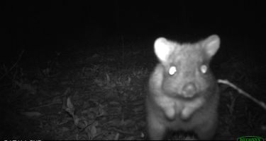 A curious woylie
. Credit: DPaW