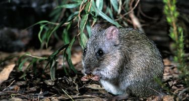 Gilbert’s potoroos are fussy eaters
. Credit: Dick Walker, GPAG