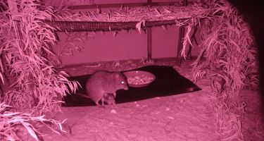 Infrared photo of potoroos at a captive breeding colony at Two Peoples Bay near Albany
. Credit: Dick Walker, GPAG