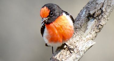 Red-capped robin
. Credit: Floyd Holmes