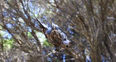 A baby red-capped robin caught in a mist net
.