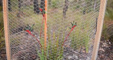 Excluding birds with chicken wire
. Credit: Bronwyn Ayre