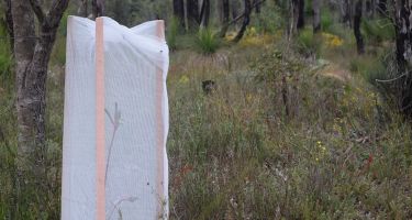 Total exclusion with veggie mesh
. Credit: Bronwyn Ayre
