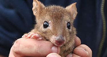 A juvenile woylie
. Credit: Sabrina Trocini