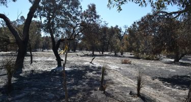 The fire burnt large areas of Whiteman Park
. Credit: Stephanie Hing