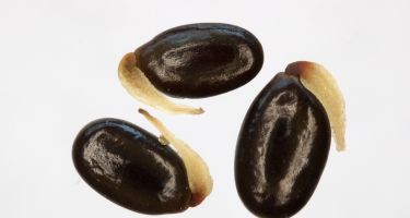 Acacia saligna seed
. Credit: Andrew Crawford, DBCA