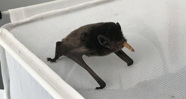 Volunteers are learning more about Perth’s bat scene, caring for these little critters and nursing them back to good health!. Credit: Teresa Belcher