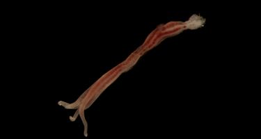 Zombie worm
. Credit: Maggie Georgieva