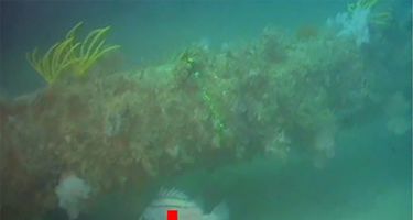 Australian striped velvetchin
. Credit: Woodside Energy, UWA