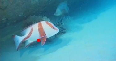 Red emperor
. Credit: Woodside Energy, UWA