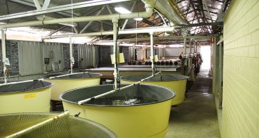 Pemberton holding tanks
. Credit: Department of Primary Industries and Regional Development