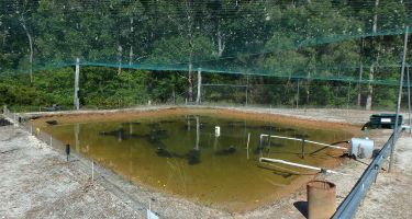 Pemberton breeding ponds
. Credit: Department of Primary Industries and Regional Development