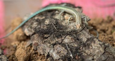 Blue-tailed skink
. Credit: Kirsty Faulkner, Faulkner Photography