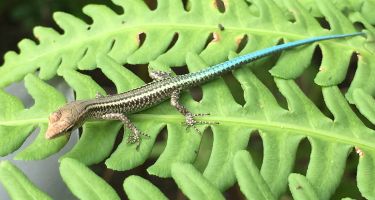 Blue-tailed skink in the snake-free enclosure
. Credit: Parks Australia
