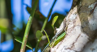 Blue-tailed skink
. Credit: Kirsty Faulkner, Faulkner Photography