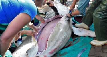The first incision is made into the shark
. Credit: Tomasz Pedlow and Oceans Campus