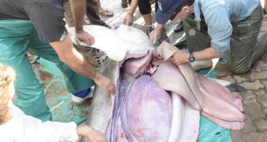 The liver is removed to be weighed
. Credit: Tomasz Pedlow and Oceans Campus