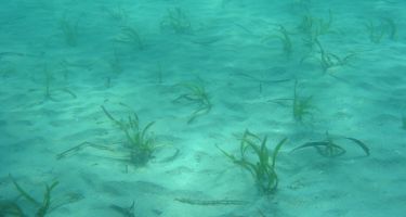The first replanted seagrass
. Credit: Jennifer Verduin