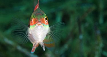 1 hectare of seagrass can be home to 80,000 fish
.
