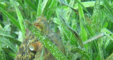 Octopus hiding in seagrass
. Credit: Jennifer Verduin