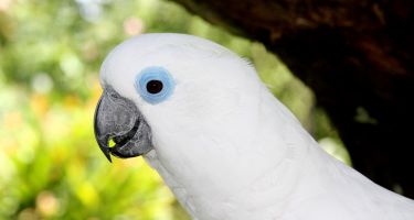 Blue-eyed cockatoo
. Credit: Rob Davis