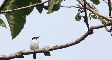 New Britain kingfisher
. Credit: Dominic Chaplin