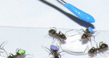 Marking ants at the start of the experiment
. Credit: Tomer Czaczkes