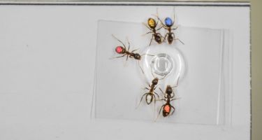 Ants chose tastier treats, even if they were further away
. Credit: Martin Castorena